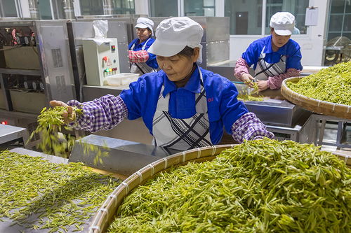 明前茶采摘忙与茶叶加工技艺探析