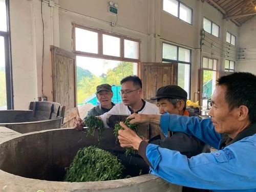 共享茶厂 茶产业创新助农模式的新引擎