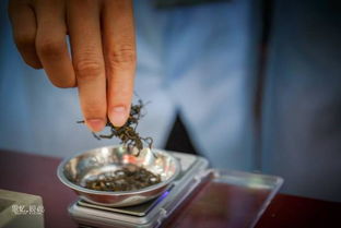 广东茶行业技能大赛开赛，制茶匠人一展传统技艺