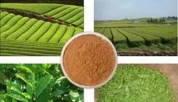 零食之殇 狗狗误食茶叶后的生死惊魂