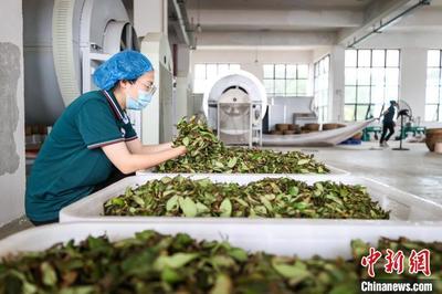 匠心精制，茶韵悠长——探访贵州仁怀乌龙茶加工盛况