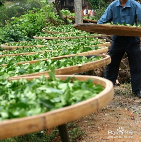 茶叶全攻略之铁观音的加工工艺 从鲜叶到香茗的匠心之旅