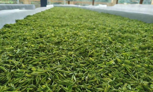 曲江茶谷白叶茶加工厂正式投入运营，开启茶叶加工新篇章