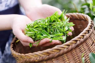七窨茉莉花茶 温江人夏日的“续命”甘泉