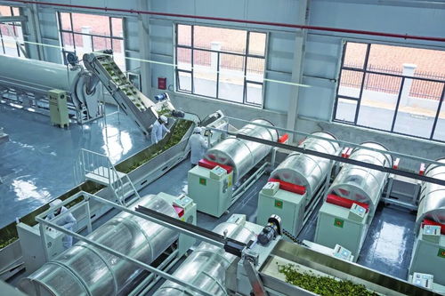 从一亿到六十亿 看“阳新速度”如何泡出茶叶新经济