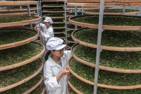 小罐茶 以科学革新中国茶产业，破局传统加工三座大山