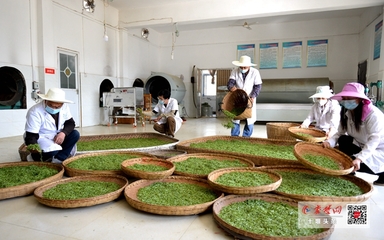 竹山“庸国翠”茶叶产业合作社开园产茶，引领茶叶加工新篇章