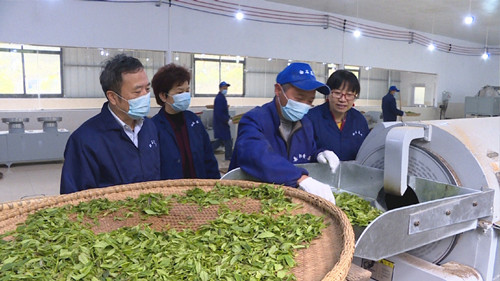 白石千车岭茶业公司黄茶入选国家农业标准化试点示范项目，引领茶叶加工新高度