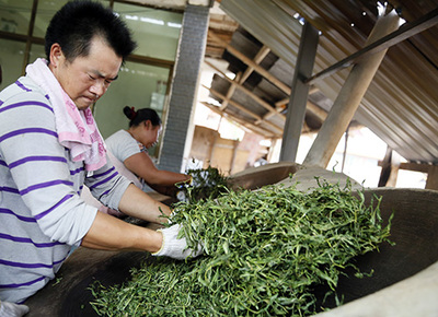 茗博茶山行 亲手体验茶叶加工的匠心之旅
